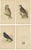 Paper Charles Robert Bree and Benjamin Fawcett, Two Owls, a Black Jackdaw and Their Eggs, Paper, Set of 4 For Sale - Image 7 of 7
