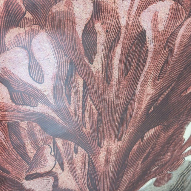 Red Framed “Red Coral on Rock” Natural History Print For Sale - Image 8 of 9