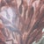 Red Framed “Red Coral on Rock” Natural History Print For Sale - Image 8 of 9