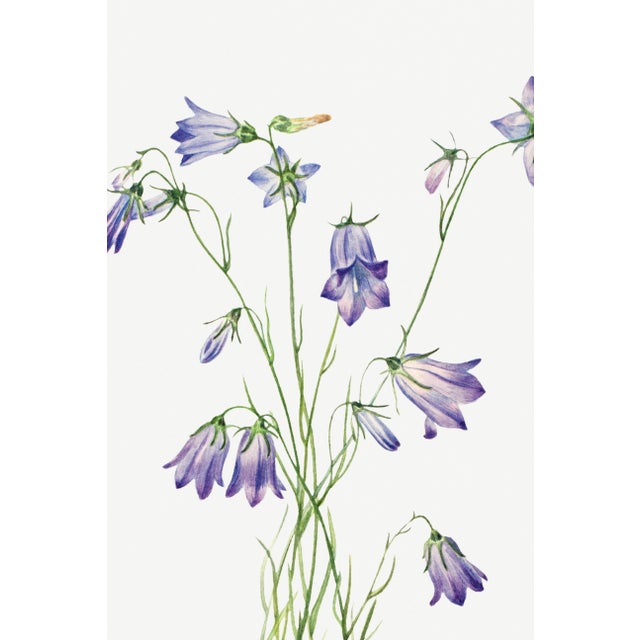 Paper Harebell, Vintage Botanical Art Print Reproduction by Mary Vaux Walcott, 20″ × 30″ For Sale - Image 7 of 10