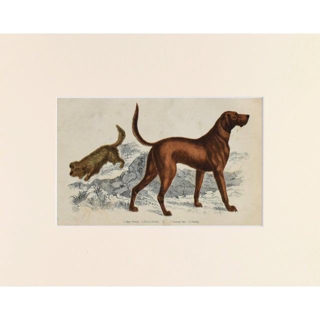19th Century, hand colored dog engraving published by A. Fullarton & Co., London for "A History of the Earth and Animated...