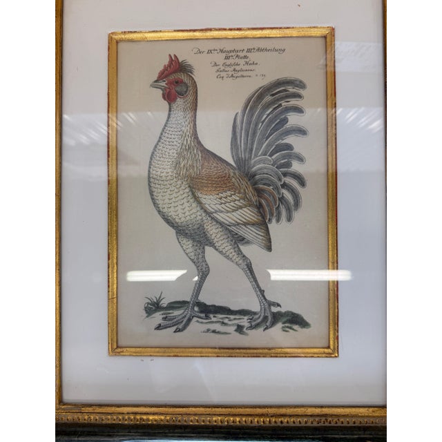 Antique Colored Rooster Prints in Trowbridge Frames - Set of 4 For Sale In Miami - Image 6 of 12