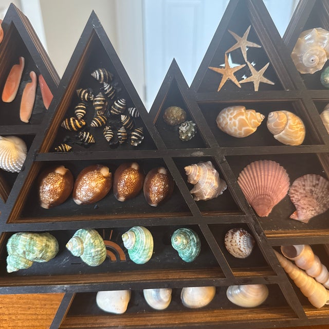 Seashell Display in Geometric Wall Curio For Sale - Image 9 of 12