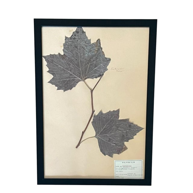 1960s 1965 French Herbarium Botanical Specimens – Set of 6 Custom Framed Pressed Botanicals For Sale - Image 5 of 15