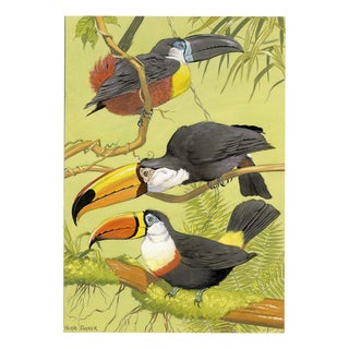 William Neave Parker, Toucan Birds, 1950s, Paper For Sale