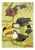 William Neave Parker, Toucan Birds, 1950s, Paper For Sale