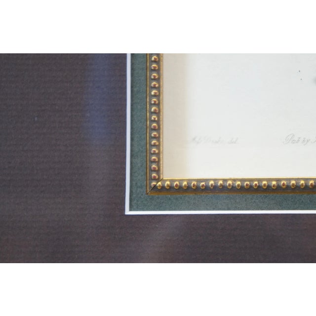 Green Pair of 19th Century Floral Colored Lithographs Botanical Register Framed 29" For Sale - Image 8 of 12