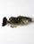 Vintage Bass Fish Wall Mount For Sale - Image 9 of 9