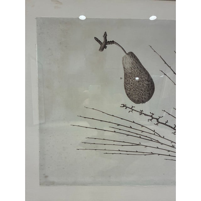 Early 21st Century Natural Curiosities “St. Germain Pear-Tree” Oversized Botanical Print, For Sale - Image 5 of 10