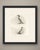 This antique photogravure shows two figures on one sheet: the upper, lettered fig. I, depicts a goosander (common...