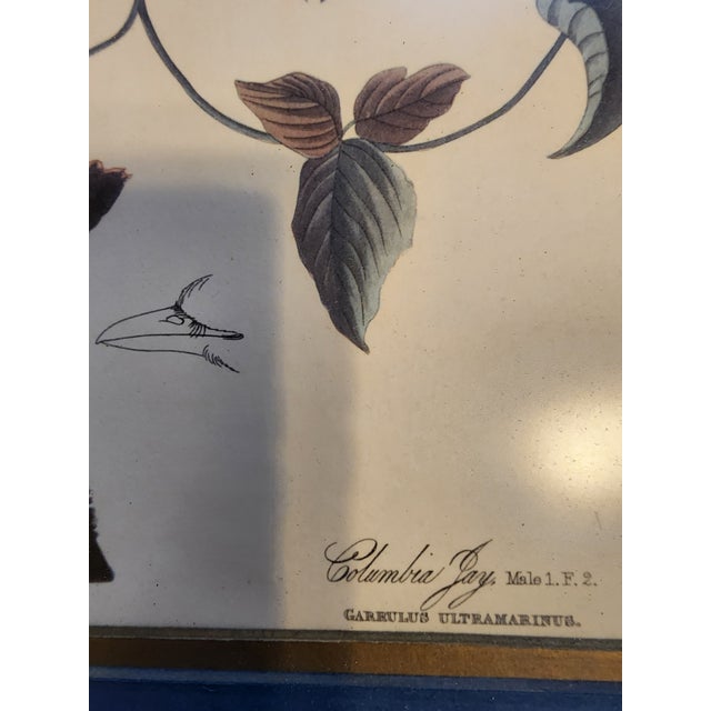 American Antique Audubon Print Columbia Jay Garrulus Ultramarinus Marked 1830 Plate 96 For Sale - Image 3 of 6