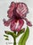 Paper Giclee Print of Watercolor Ink and Wash Painting “Pink Iris” For Sale - Image 7 of 10
