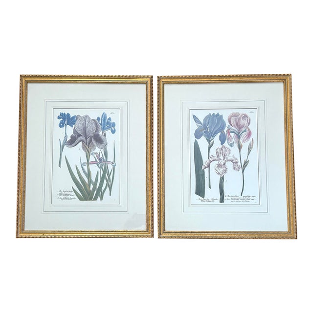 Vintage Iris Botanical Prints in Gold Frames, a Pair For Sale