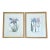 Vintage Iris Botanical Prints in Gold Frames, a Pair For Sale