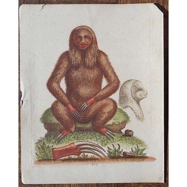 Captivating 18th-Century, hand-colored copperplate engraving on handmade "laid" paper. It depicts a decidedly funky monkey...