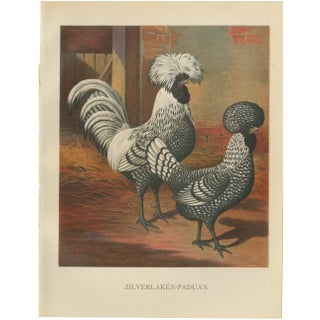 The Regal Silver Polish Chicken, 1888, Lithograph For Sale