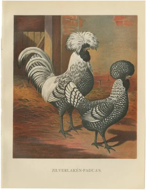 The Regal Silver Polish Chicken, 1888, Lithograph