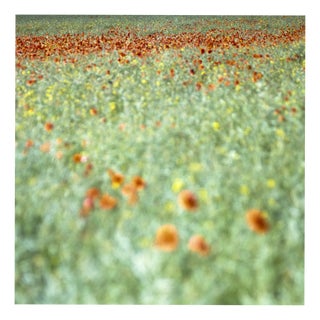 Paul Cooklin, Poppies, Suffolk, 2011, Edition of 50 For Sale