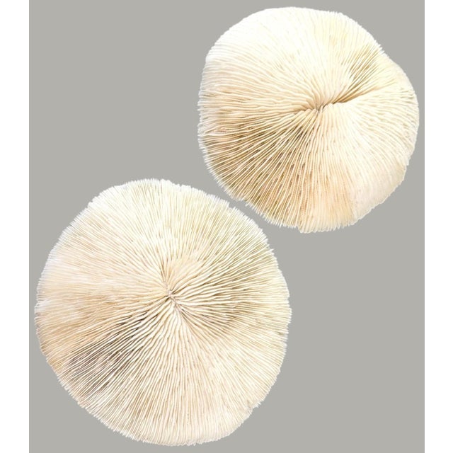 Pair Natural Plate Mushroom Coral Skeleton Specimens 6" & 7" Coastal Decor For Sale In Dallas - Image 6 of 7