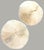 Pair Natural Plate Mushroom Coral Skeleton Specimens 6" & 7" Coastal Decor For Sale In Dallas - Image 6 of 7