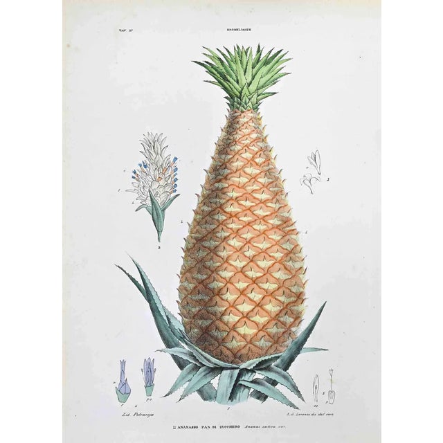 Vincenzo Tenore, The Bromeliads, Lithograph, 1870s For Sale