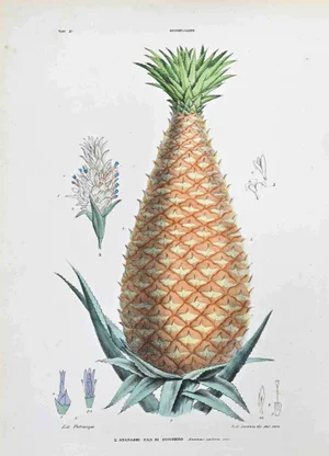 Vincenzo Tenore, The Bromeliads, Lithograph, 1870s