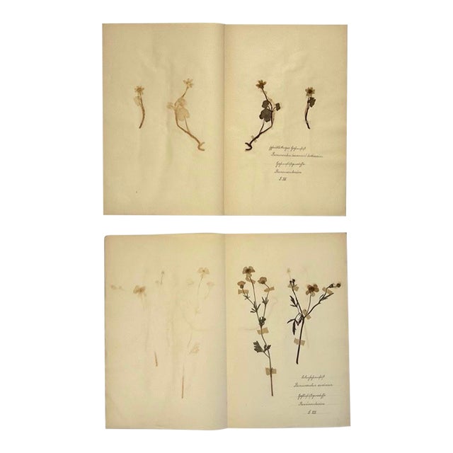Pair of 19th-Century German Botanical Herbarium Sheets With Ranunculus Specimens (C. 1850) For Sale