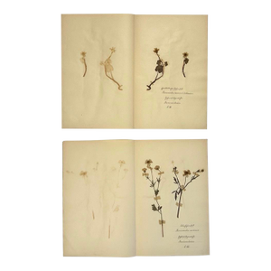 Pair of 19th-Century German Botanical Herbarium Sheets With Ranunculus Specimens (C. 1850)