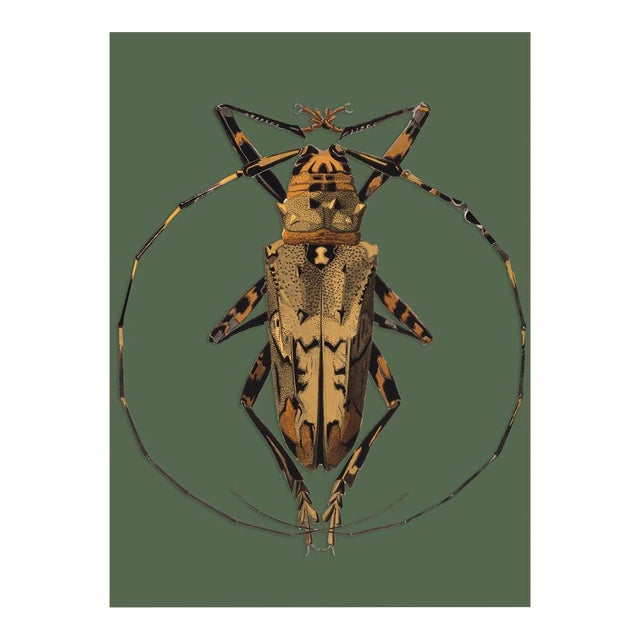 Bugs by Seguy #17 For Sale