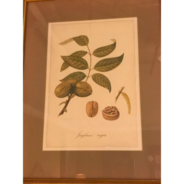 Printmaking Materials 1930s Set of Seven Botanical Prints of Fruit Signed Peter Drafet For Sale - Image 7 of 10