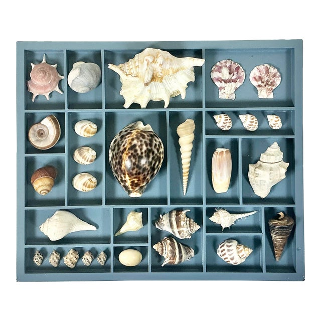 Vintage Coastal Boho Chic Seashell Collection, French Blue Divided Shadowbox Decorative Object For Sale