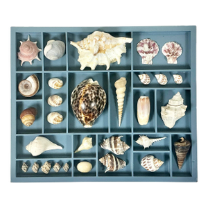 Vintage Coastal Boho Chic Seashell Collection, French Blue Divided Shadowbox Decorative Object