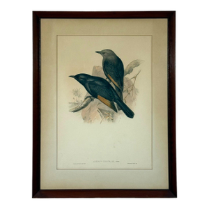 Original 19th Century John Gould & h.c. Richter Hand-Colored Lithograph – Amydrus Tristrami