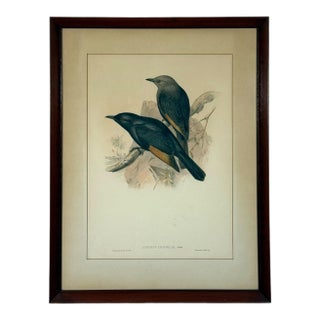 Original 19th Century John Gould & Henry Richter Hand-Colored Lithograph - Amydrus Tristrami For Sale