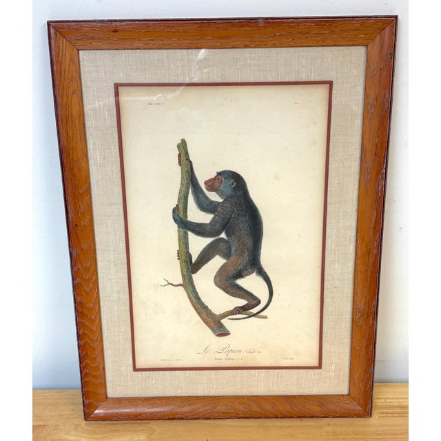 Set of 4 Hand-Colored French Primate Engravings by Jean-Baptiste Audebert For Sale - Image 11 of 18
