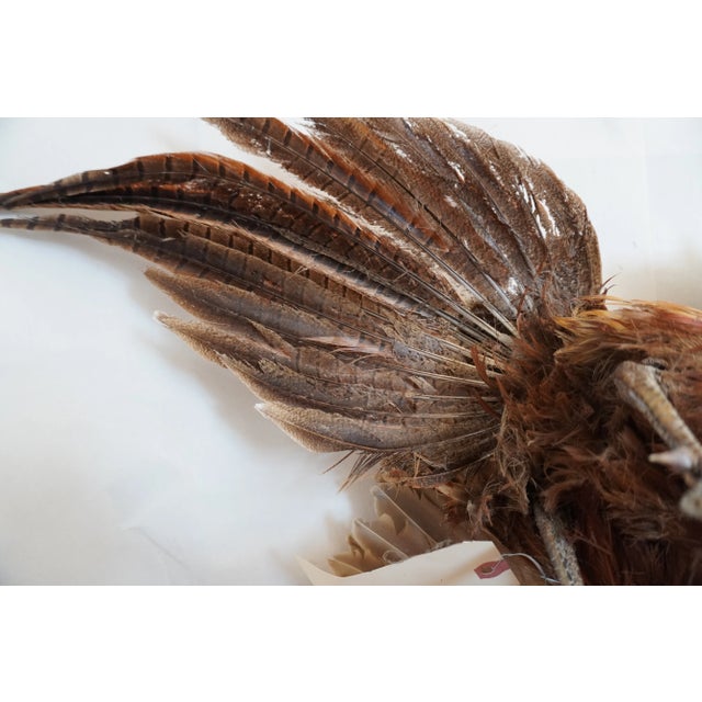 Taxidermy Pheasant in Mid Flight For Sale - Image 11 of 14