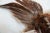 Taxidermy Pheasant in Mid Flight For Sale - Image 11 of 14