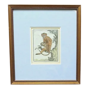 1 of 3 18th Century French Copper Engravings Framed Hand Colored George-Louis Leclerc Comte De Buffon Monkeys Antique - Malbrouck