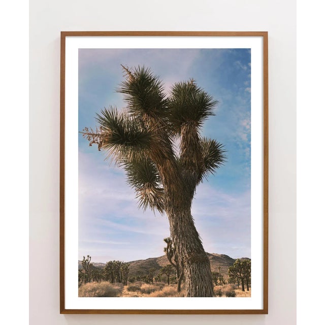 This timeless Joshua Tree stands out among the desert landscape, toned in a warm vintage palette. Unframed photograph on...