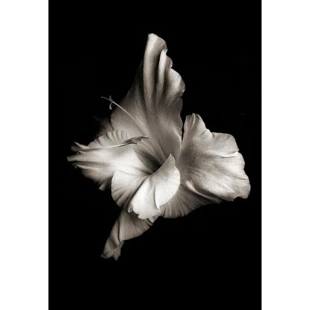 Ian Sanderson, Flowerhead 1, Pigment Print, 1986 For Sale - Image 6 of 6