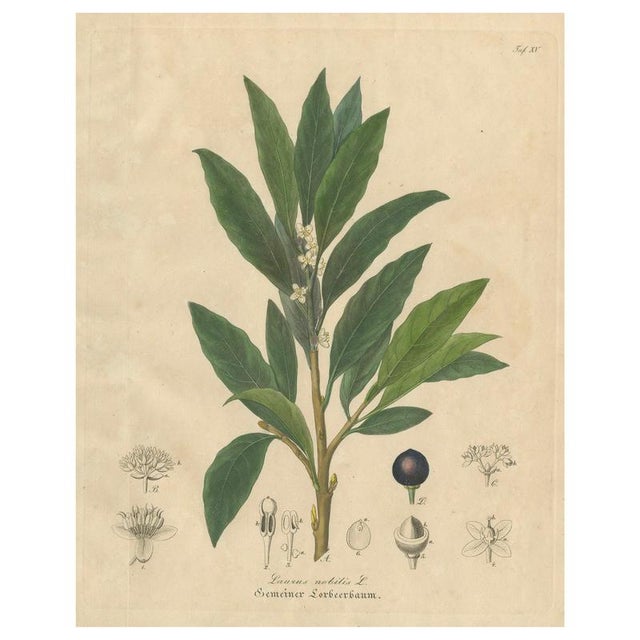Bay Laurel Botanical Print by Laurus Nobilis, 1831 For Sale - Image 10 of 10
