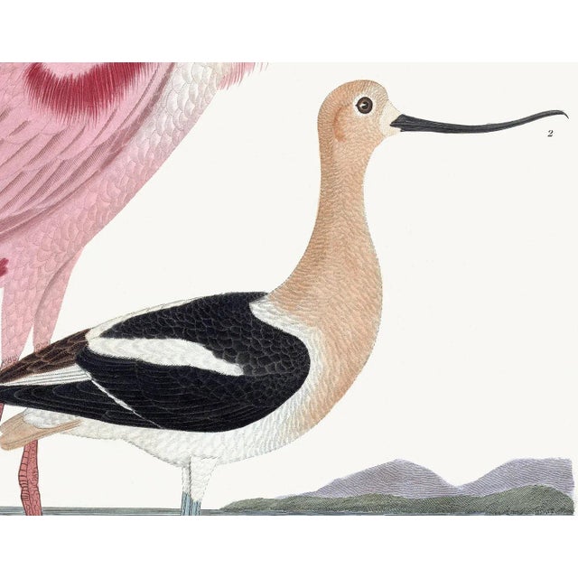 American Roseate Spoonbill After Alexander Wilson. Wd - 24x36 For Sale - Image 3 of 8