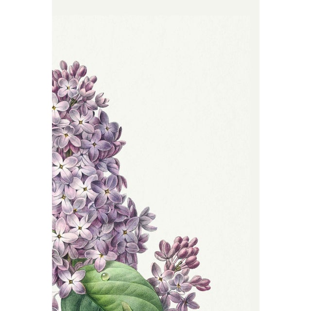 Lilac by Redouté, Vintage Botanical Art Print, 40" X 60" For Sale - Image 4 of 9