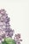 Lilac by Redouté, Vintage Botanical Art Print, 40" X 60" For Sale - Image 4 of 9