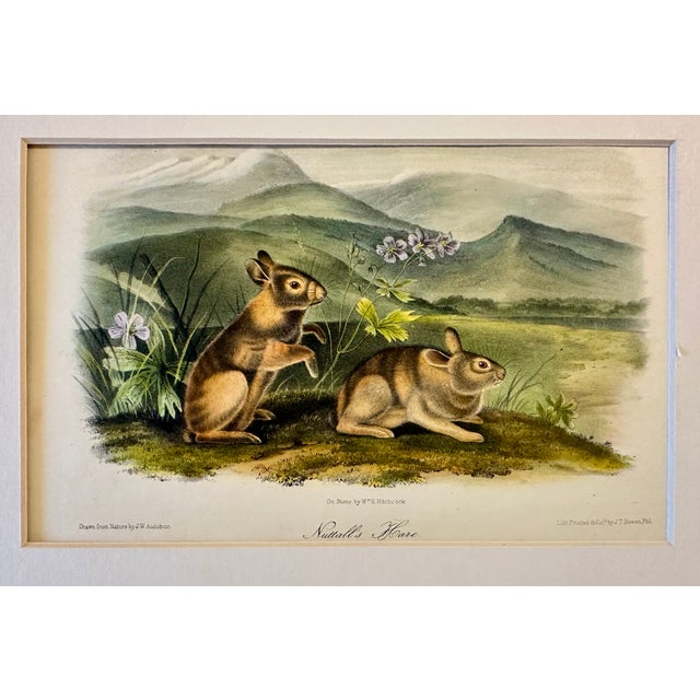 Traditional Nuttall's Hare Mountain Cottontail by John James Audubon, Original 1st Edition Octavo, 1842 For Sale - Image 3 of 4
