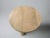 Zenda Round Accent Table 30"h in Oak For Sale - Image 4 of 4