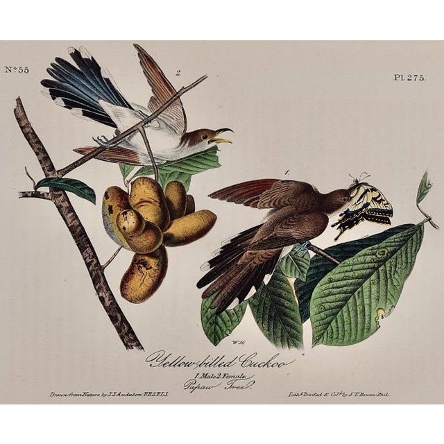 This is an original 1st octavo edition John James Audubon hand-colored lithograph entitled "Yellow-billed Cuckoo, 1. Male,...