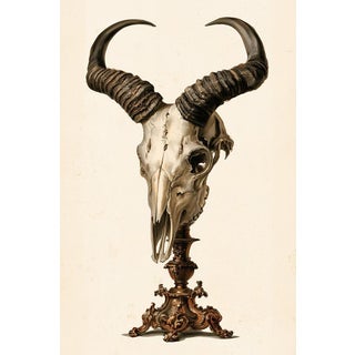 Vintage Bucranium — Natural History Fine Art Print For Sale