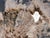 Not Yet Made - Made To Order Petrified Wood Coffee Table with Crystals by Xyleia Petrified Wood For Sale - Image 5 of 6