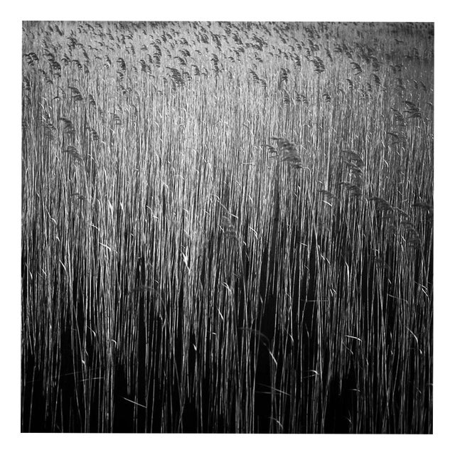 Paul Cooklin, Water Reeds VIII, Edition of 50 For Sale